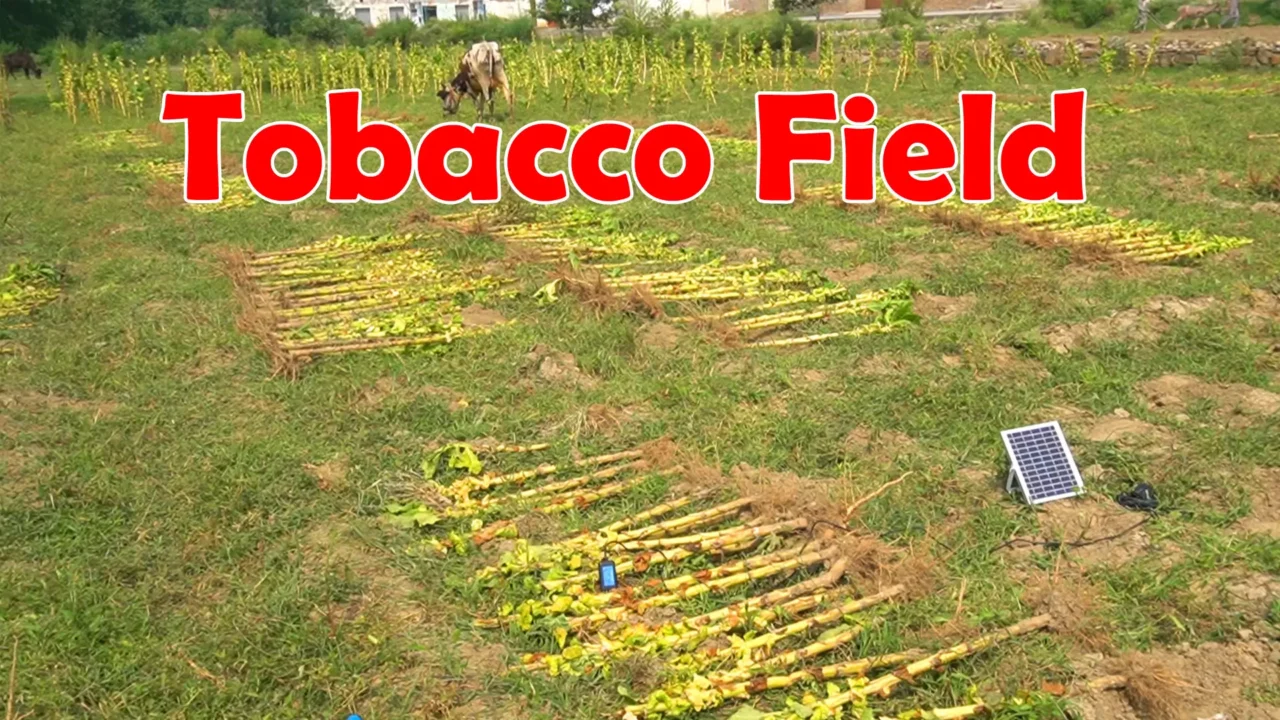 testing tobacco field soil ph value usingSoil pH Meter