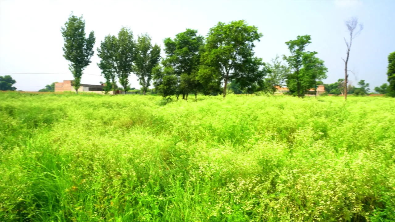Soil pH Meter and soil ph sensor testing in the field