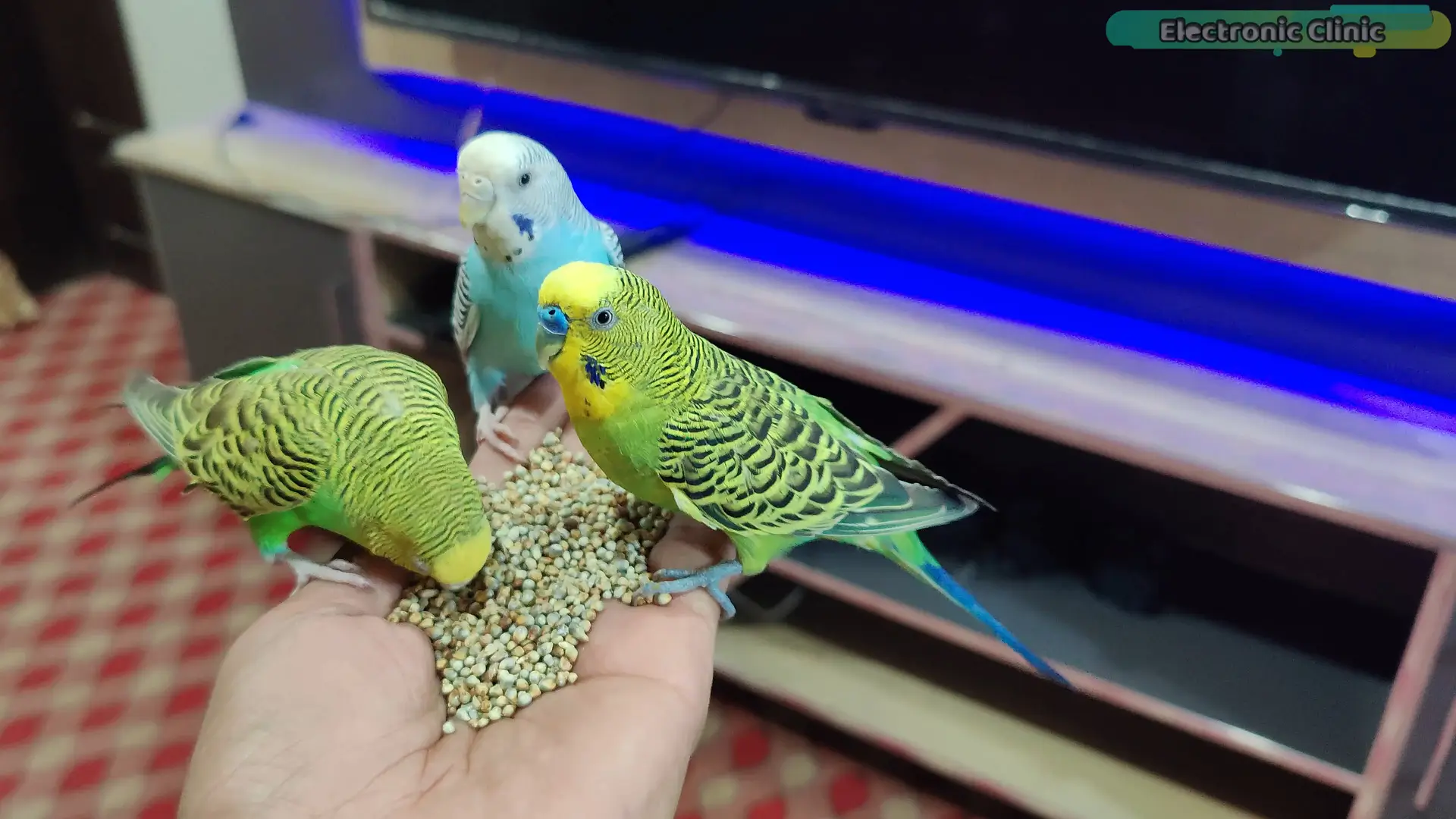 C4001 mmWave radar parrot detection test